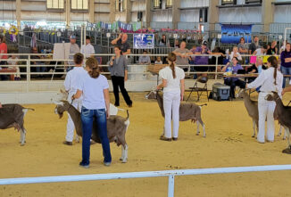 Life With Goats: The Goat Show